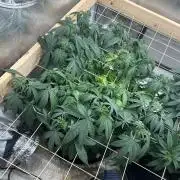 Kannabia - Pink Gelato