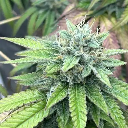 Zamnesia - Granddaddy Purple