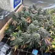 WSE - Sour Diesel