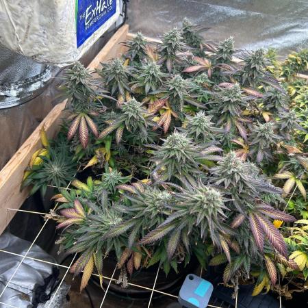 WSE - Sour Diesel