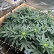 WSE - Sour Diesel