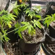 OSS - Papaya Stank