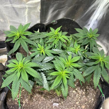 Kannabia - Apple Fritter