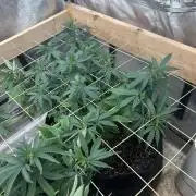 WSE - NYC Diesel