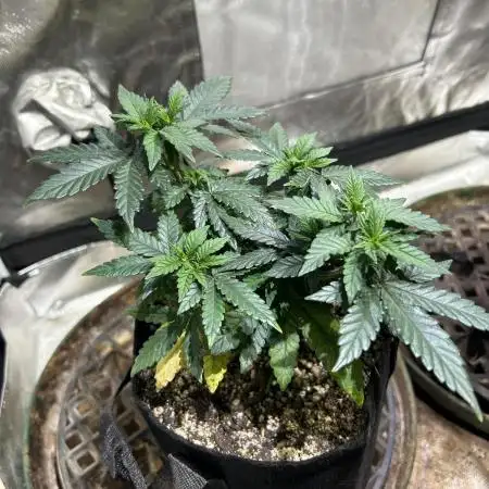 OSS - Sherbet Moonrocks