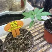 OSS - Papaya Stank