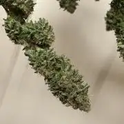 WSE - Sour Diesel