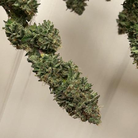 WSE - Sour Diesel
