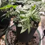 Oreoz USA
