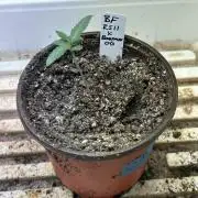 BF - RS11 x Banana OG