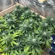 OSS - Sherbet Moonrocks