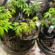 OSS - Papaya Stank