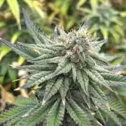 WSE - Sour Diesel