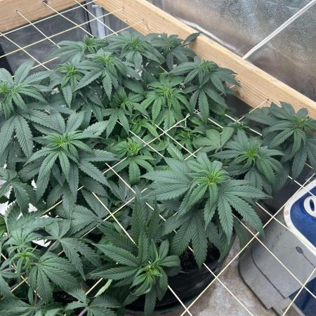 Kannabia - Apple Fritter