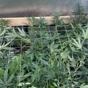 RQS - Tropicana Cookies Purple