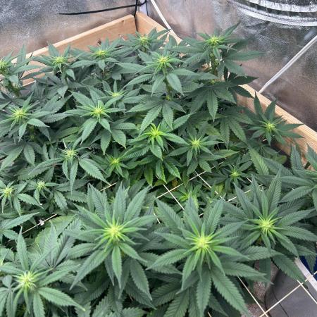 Kannabia - Apple Fritter