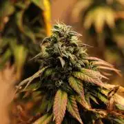 Kannabia - Rainbow Sherbet #11