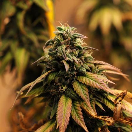 Kannabia - Rainbow Sherbet #11