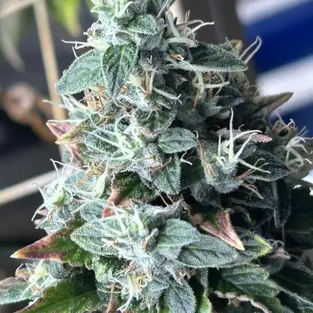 RQS - Dynamite Diesel