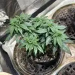 OSS - Sherbet Moonrocks