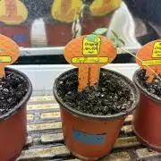 OSS - Papaya Stank