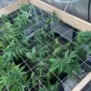 RQS - Gelato 44