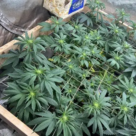 Kannabia - Rainbow Sherbet #11