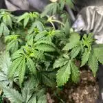 Kannabia - Pink Gelato