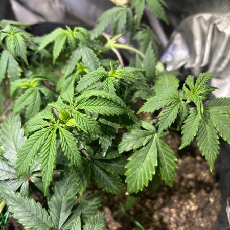 Kannabia - Pink Gelato