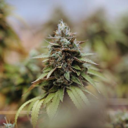 Zamnesia - Granddaddy Purple