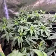 OSS - Sherbet Moonrocks