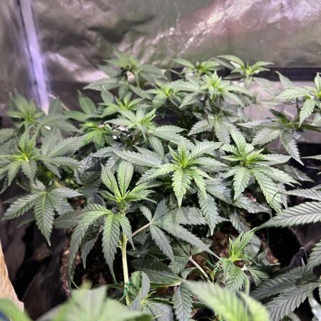 OSS - Sherbet Moonrocks