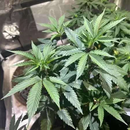RQS - Gelato 44