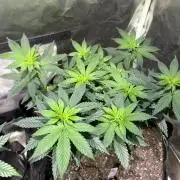 Kannabia - Apple Fritter