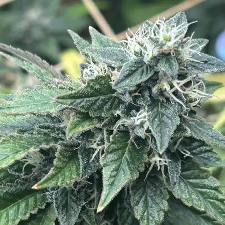 RQS - Dynamite Diesel