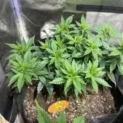 OSS - Sherbet Moonrocks