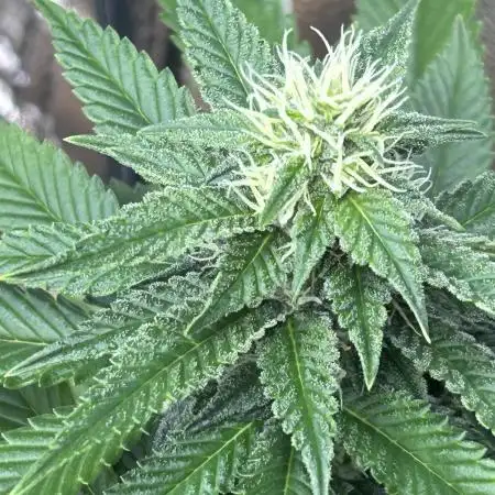 RQS - Dynamite Diesel