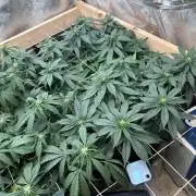 OSS - Sherbet Moonrocks