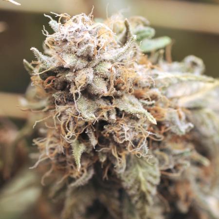 Kannabia - Oreoz USA