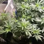 Kannabia - Rainbow Sherbet #11