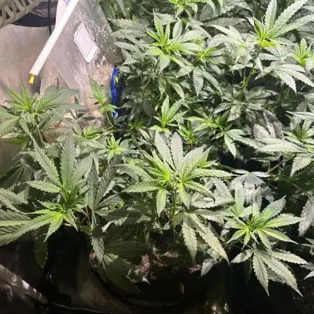 Kannabia - Rainbow Sherbet #11