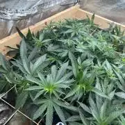 WSE - Sour Diesel