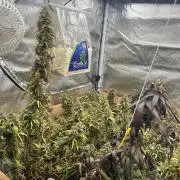 HS - Purple Kush