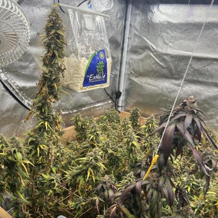 HS - Purple Kush