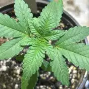 BF - Trainwreck