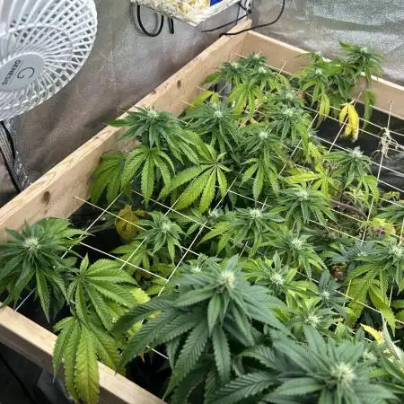 RQS - Punch Pie
