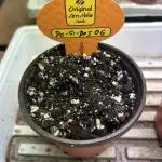 OSS - Do-Si-Dos OG