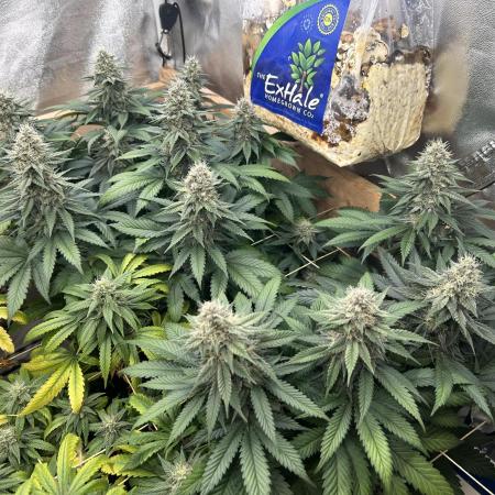 Kannabia - Oreoz USA