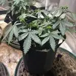 Kannabia - Pink Gelato