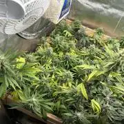 HS - Purple Kush